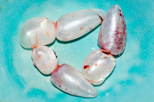 perch fish air bubble on a plate.  It helps fish to stay in a certain depth.