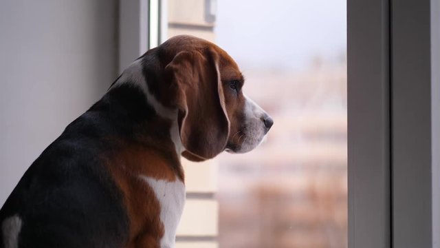 Dog bored of waiting owner, sitting against window and watching outdoor. Pensive beagle, long drop ears hang down, doggy looks lonely and depressed