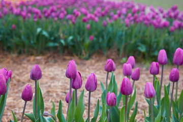 Obraz premium Colorful field with blooming tulips in different colors. Holland tulips bloom in an orangery in spring season.