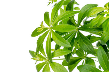 woodruff plant on a white background, isolated with copy space