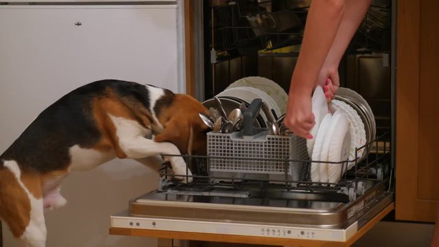 Funny curious doggy stay and sniff around dirty plates inside dishwasher machine, woman put into several dishes, move tray inside and close door. Beagle dog bother around, try to help with household