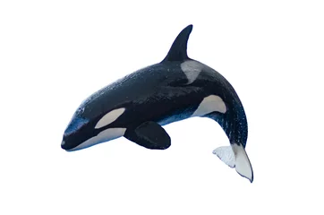 Photo sur Plexiglas Orca une orque sautante sur fond blanc, isolée avec espace pour copie