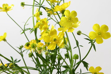 beautiful wild buttercup golden yellow flower blooming on white background