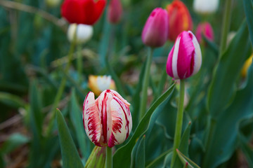 Colorful field with blooming tulips in different colors. Holland tulips bloom in an orangery in spring season.