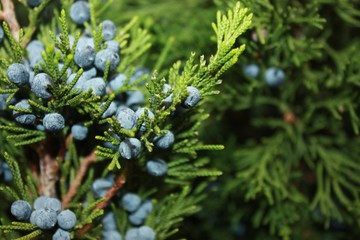Closeup of a juniper tree’s blue berries © JodyAnn