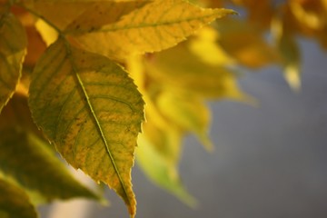 Close up of a Yellow leaf with hints of green and other leaves faded in the background.