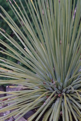 Fototapeta premium Green exotic plant