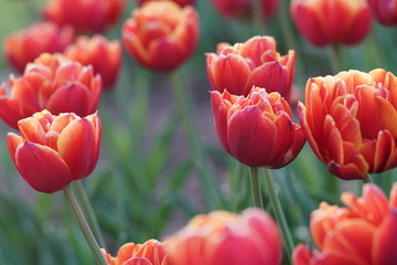 Fototapeta premium Blooming tulips during spring