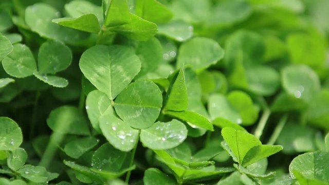 Closeup of Leaf clovers with Ice drops in the Cool Morning Day on a spring breeze. Beautiful  St. Patrick day background, Full HD video, 59.94 fps.