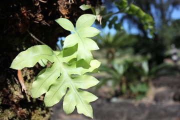 Close up of two small, light green, broad leaf ferns with the sun shining on them.