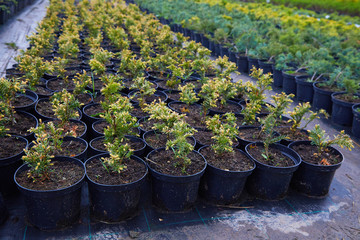 Juniper bushes in garden shop. Seedlings of juniper bushes in pots in garden store spring. Nursery of various green spruce plants for gardening. Different seedlings (Chamaecyparis, Thuja, Taxus, etc.)