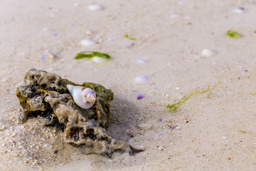 Seashells on the wet sand of an ocean beach with the day light