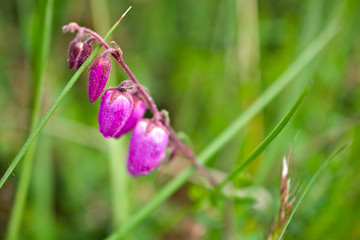 Daboecia cantabrica, st. Daeboc's heath (Ericaceae) Growing in NW Spain's forests