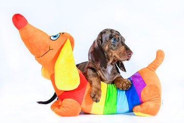 Puppies of a motley Shorthair Dachshund with a toy on a white background