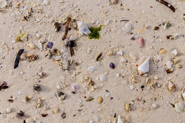 Seashells on the wet sand of an ocean beach with the day light