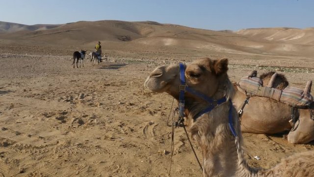 Dromedary caravan resting on Negev Desert in Israel