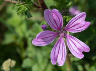 Beautiful Pink Wild Flower Closeup