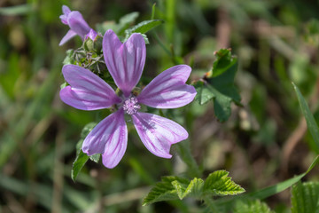 Beautiful Pink Wild Flower Closeup