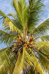 Fototapeta na wymiar Coconut palm tree with unripe coconuts