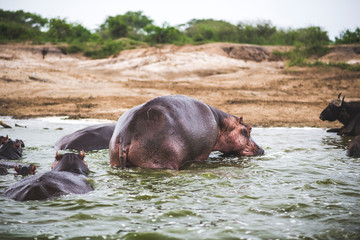 Hippo in river looking into camera