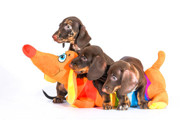 three puppies of a motley Shorthair Dachshund with a toy on a white background