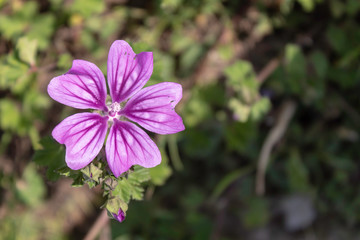 Beautiful Pink Wild Flower Closeup