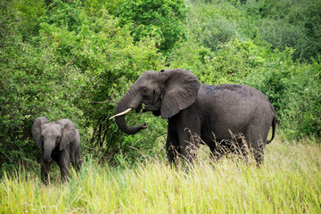 Elephant with baby by green trees