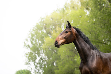 Pferd auf der Weide brauner Wallach Oldenburger 