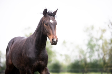 Obraz premium Pferde auf der Weide
