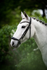 Obraz premium Schimmelpony