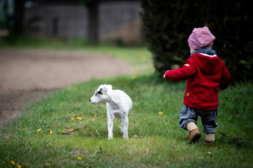 Hund und Kind, Parson Russel Terrier Hündin mit Kleinkind, kleines Kind spielt mit Hund, Hund und Kind auf einer grünen Wiese