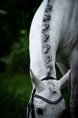 Pony