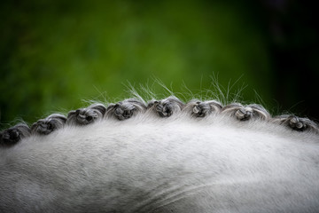 schön eingeflochtene und eingenähte Mähne an einem Ponywallach, Schimmelpony Detail Mähne