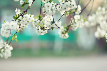 blossomed cherry tree.romantic spring background
