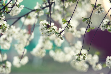blossomed cherry tree.romantic spring background