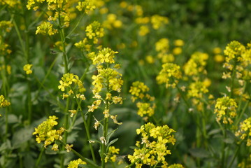 field of yellow flowers