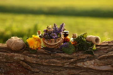 healthy plants, bottle of tincture or infusion. nature background.Herbal medicine.