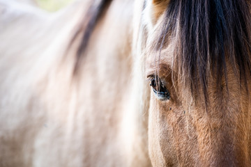 Close up sur l'oeil d'un cheval marron