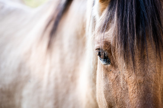 Close up sur l'oeil d'un cheval marron