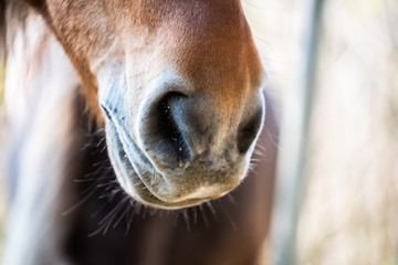 Close up sur les naseaux d'un cheval marron © PicsArt