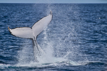 humpback whale in the sea, Australia
