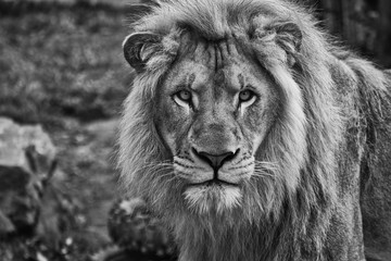 portret van een mannelijke leeuw zwart-wit