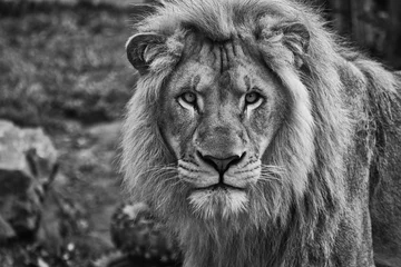 Abwaschbare Fototapete Löwe Porträt eines männlichen Löwen schwarz-weiß