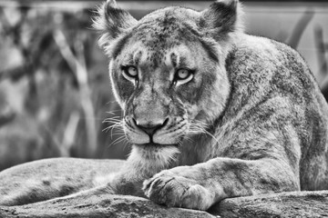 portrait of a lioness  black and white