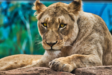 Obraz premium portrait of a lioness
