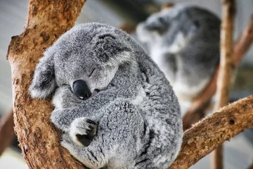 Fotobehang Grijs koala in een boom