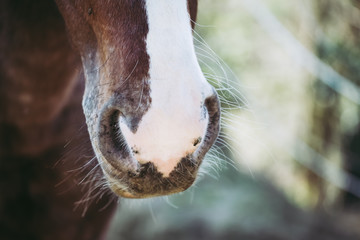 Close up sur les naseaux d'un cheval marron et blanc © PicsArt