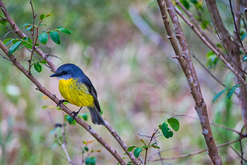 bird on a branch