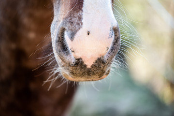 Close up sur les naseaux d'un cheval marron et blanc © PicsArt