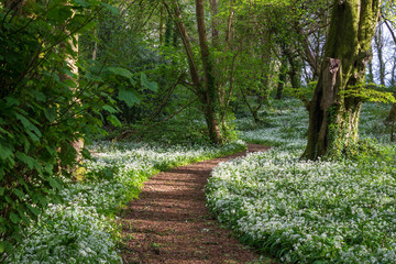 Obraz premium Woodland Path with Wild Garlic in Full Bloom